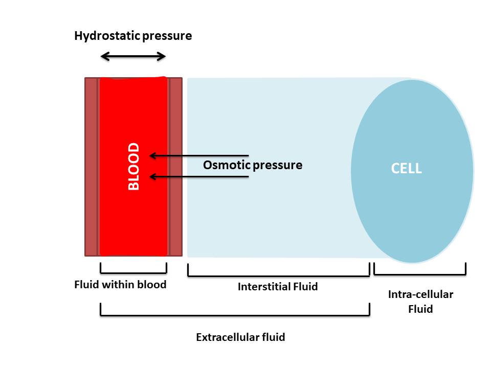 hydrostatic and osmotic pressure