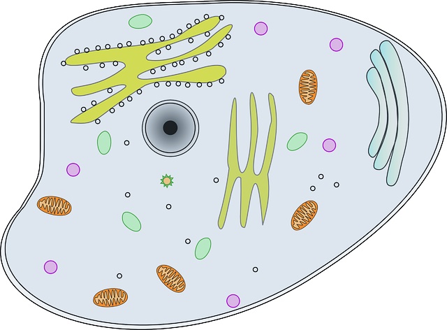 Cell_injury