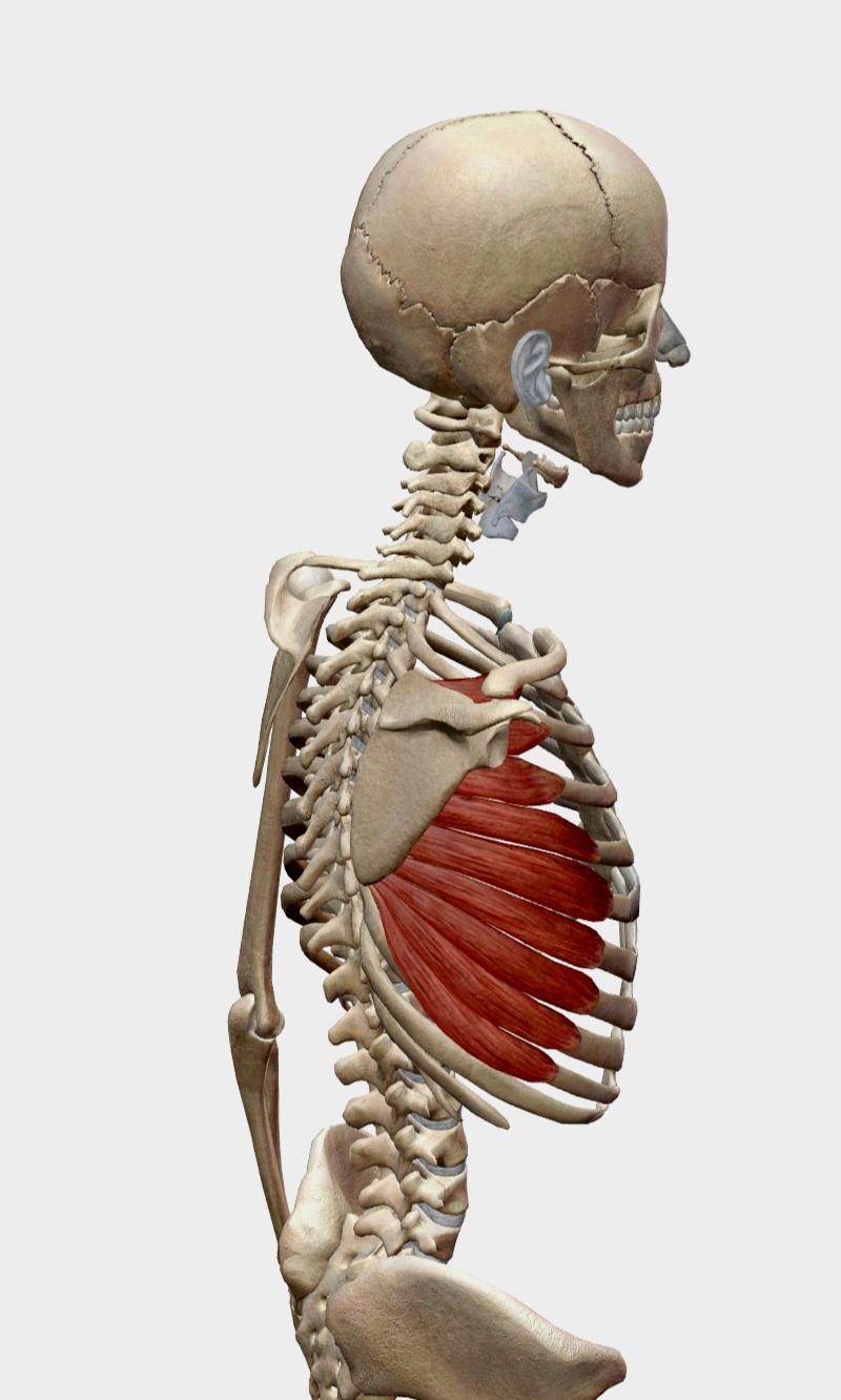 Serratus anterior muscle