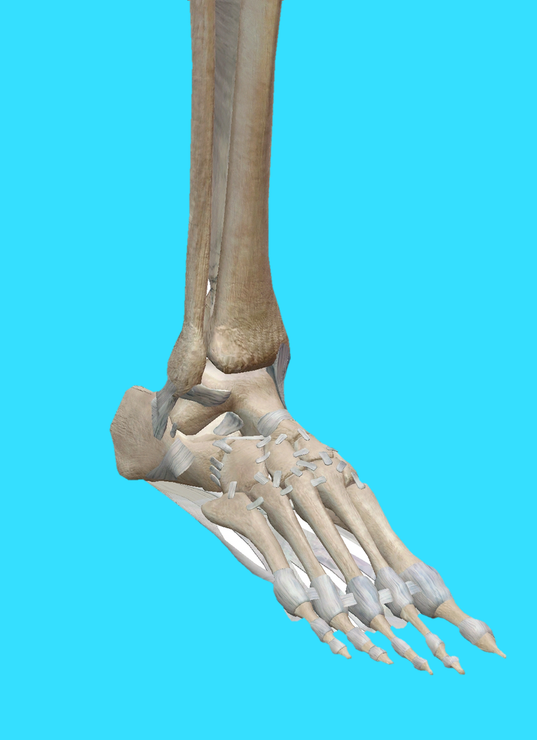 Ankle_mobilization_and_manipulation