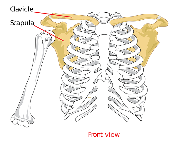 Mobilization_of_Shoulder_complex