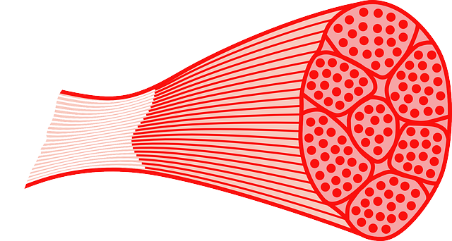 Skeletal_muscle_fibre_types